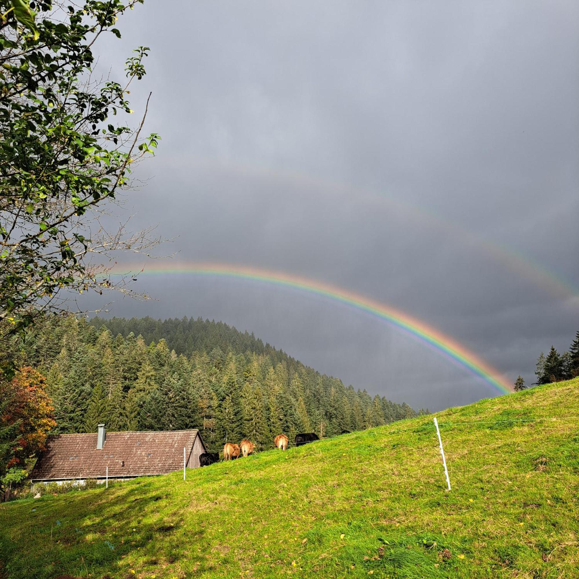Ferienhaus Schwarzwald Seewald Erzgrube Badesee 100% Natur Ngoại thất bức ảnh