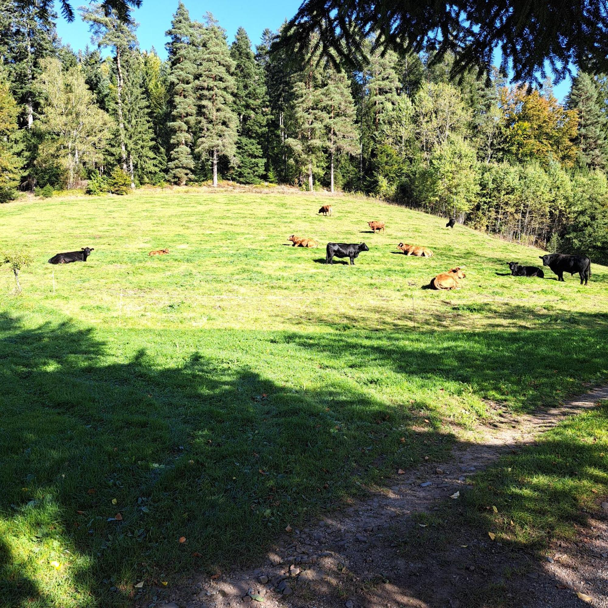 Ferienhaus Schwarzwald Seewald Erzgrube Badesee 100% Natur Ngoại thất bức ảnh