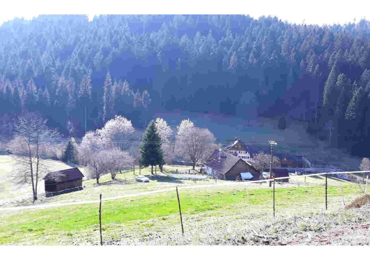 Ferienhaus Schwarzwald Seewald Erzgrube Badesee 100% Natur Ngoại thất bức ảnh